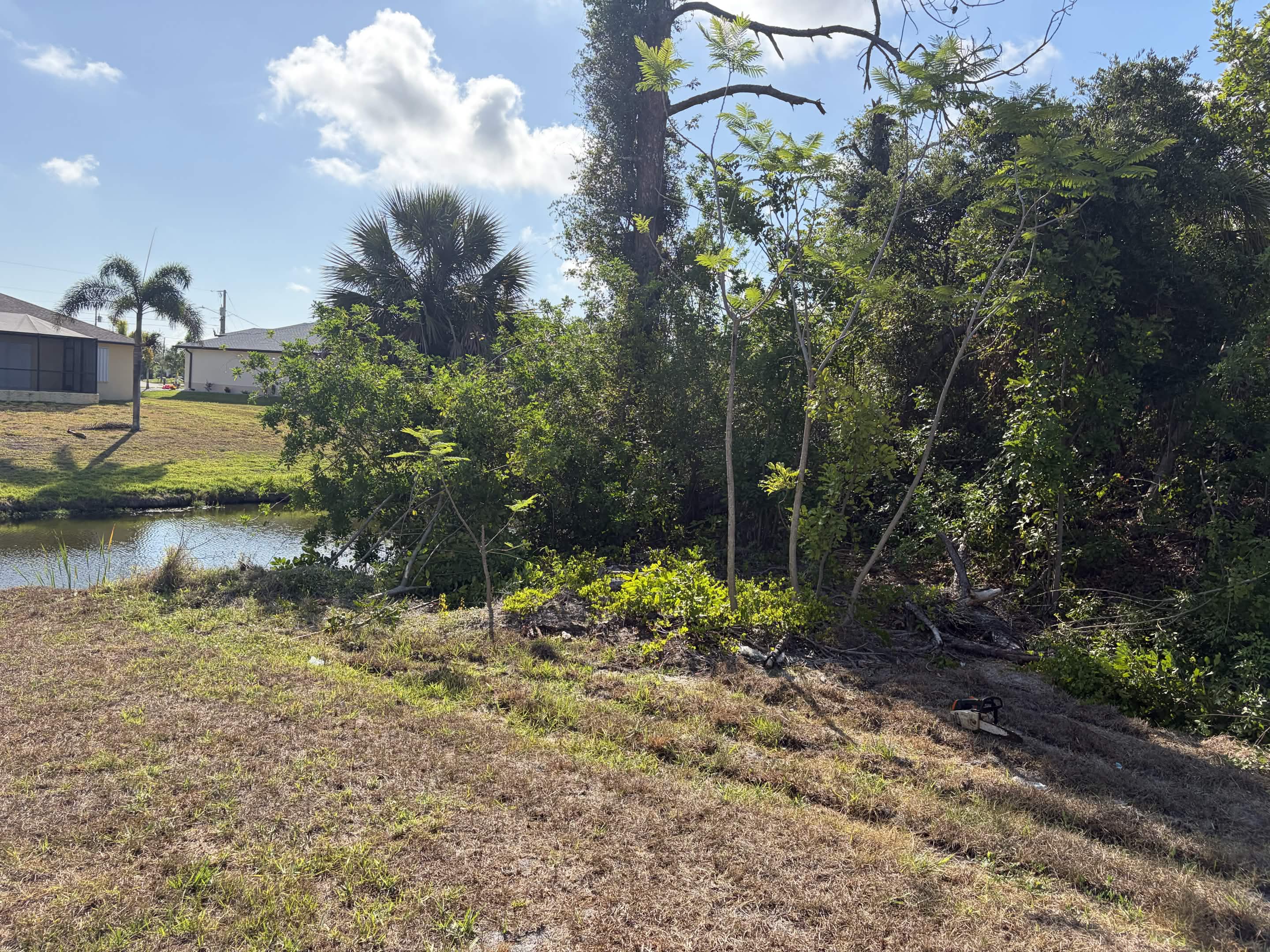 Before clearing overgrown waterfront brush