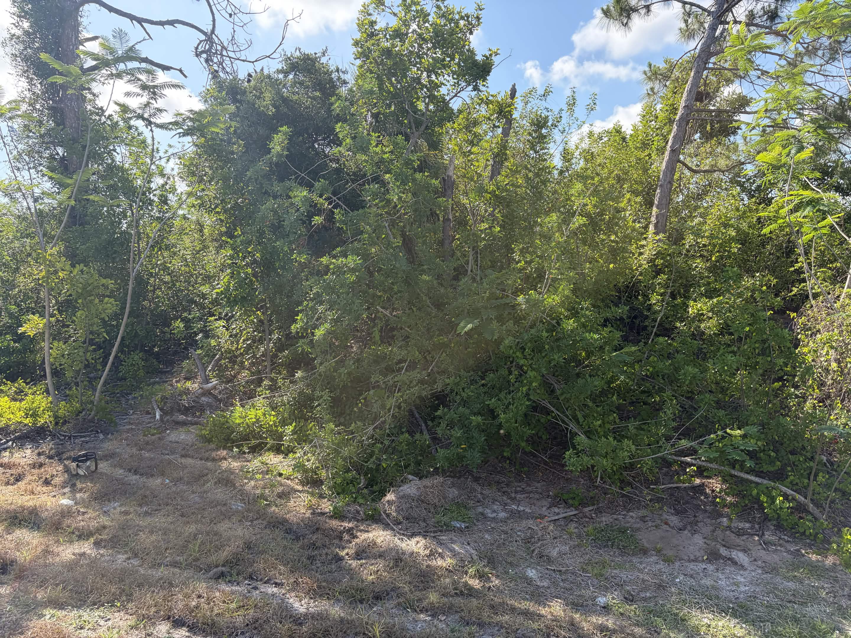 Before landscape cleanup on wooded property edge