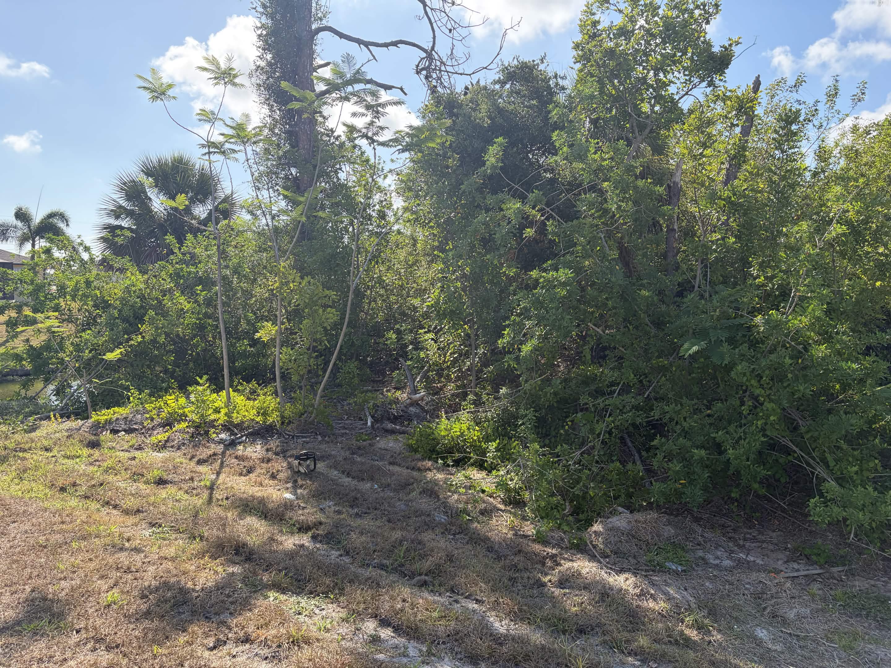 Before heavy brush and tree debris cleanup